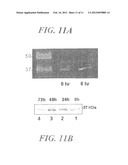 COMPOSITION AND METHOD FOR CANCER TREATMENT diagram and image