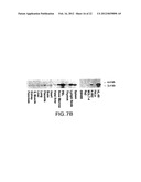 METHODS OF TREATMENT USING ANTIBODIES TO NEUTROKINE-ALPHA diagram and image