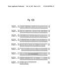 ANTI SYSTEM ASC AMINO ACID TRANSPORTER 2 (ASCT2) ANTIBODY diagram and image