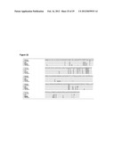 DIABETES DIAGNOSTIC, PROPHYLACTIC, AND THERAPEUTIC COMPOSITIONS AND     METHODS diagram and image