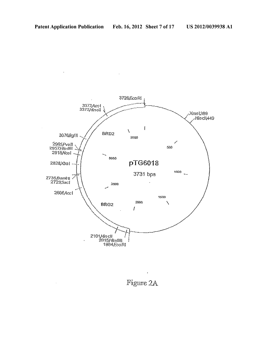 COMPOSITION COMPRISING THE POLYPROTEIN NS3/NS4 AND THE POLYPEPTIDE NS5B OF     HCV, EXPRESSION VECTORS INCLUDING THE CORRESPONDING NUCLEIC SEQUENCES AND     THEIR THERAPEUTIC USE - diagram, schematic, and image 08