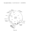 COMPOSITION COMPRISING THE POLYPROTEIN NS3/NS4 AND THE POLYPEPTIDE NS5B OF     HCV, EXPRESSION VECTORS INCLUDING THE CORRESPONDING NUCLEIC SEQUENCES AND     THEIR THERAPEUTIC USE diagram and image