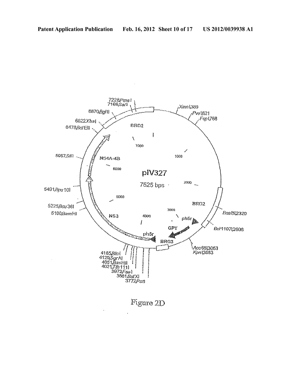 COMPOSITION COMPRISING THE POLYPROTEIN NS3/NS4 AND THE POLYPEPTIDE NS5B OF     HCV, EXPRESSION VECTORS INCLUDING THE CORRESPONDING NUCLEIC SEQUENCES AND     THEIR THERAPEUTIC USE - diagram, schematic, and image 11