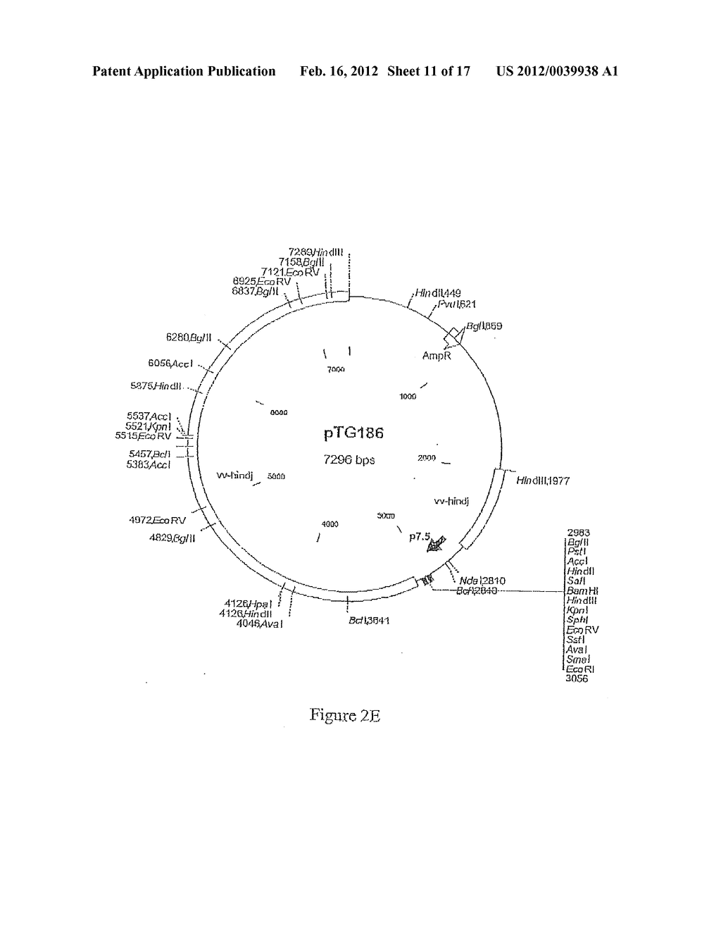 COMPOSITION COMPRISING THE POLYPROTEIN NS3/NS4 AND THE POLYPEPTIDE NS5B OF     HCV, EXPRESSION VECTORS INCLUDING THE CORRESPONDING NUCLEIC SEQUENCES AND     THEIR THERAPEUTIC USE - diagram, schematic, and image 12