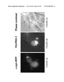 USE OF APOPTOSIS INHIBITING COMPOUNDS IN DEGENERATIVE NEUROLOGICAL     DISORDERS diagram and image