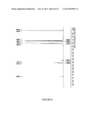 COMPOSITIONS OF POLYMERIC MYRCENE diagram and image