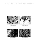 COMPOSITIONS OF POLYMERIC MYRCENE diagram and image