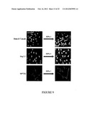 COMPOSITIONS OF POLYMERIC MYRCENE diagram and image