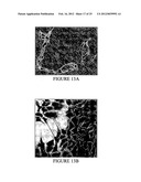 COMPOSITIONS OF POLYMERIC MYRCENE diagram and image