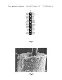 Fiber Electrode for Lithium Secondary Battery, Fabrication Method     Therefor, and Lithium Secondary Battery Including Fiber Electrode diagram and image