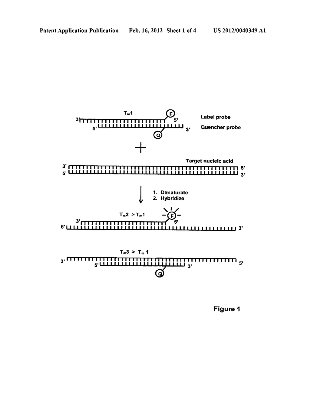METHOD FOR DETECTING NUCLEIC ACIDS - diagram, schematic, and image 02