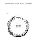 Novel Permanent Human Cell Line diagram and image