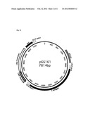 Novel Permanent Human Cell Line diagram and image