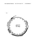 Novel Permanent Human Cell Line diagram and image