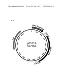 Novel Permanent Human Cell Line diagram and image