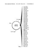 PLASMID SYSTEM FOR MULTIGENE EXPRESSION diagram and image