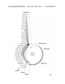 PLASMID SYSTEM FOR MULTIGENE EXPRESSION diagram and image