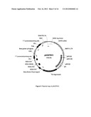 PLASMID SYSTEM FOR MULTIGENE EXPRESSION diagram and image