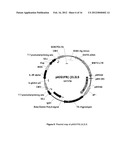 PLASMID SYSTEM FOR MULTIGENE EXPRESSION diagram and image