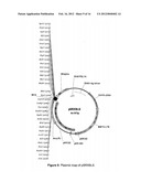 PLASMID SYSTEM FOR MULTIGENE EXPRESSION diagram and image