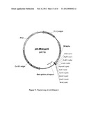 PLASMID SYSTEM FOR MULTIGENE EXPRESSION diagram and image