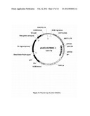 PLASMID SYSTEM FOR MULTIGENE EXPRESSION diagram and image