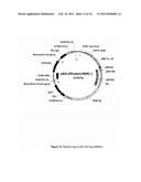 PLASMID SYSTEM FOR MULTIGENE EXPRESSION diagram and image