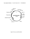 PLASMID SYSTEM FOR MULTIGENE EXPRESSION diagram and image