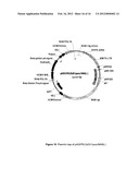 PLASMID SYSTEM FOR MULTIGENE EXPRESSION diagram and image