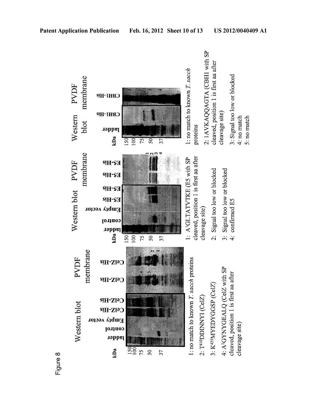 Heterologous Biomass Degrading Enzyme Expression in Thermoanaerobacterium     Saccharolyticum - diagram, schematic, and image 11