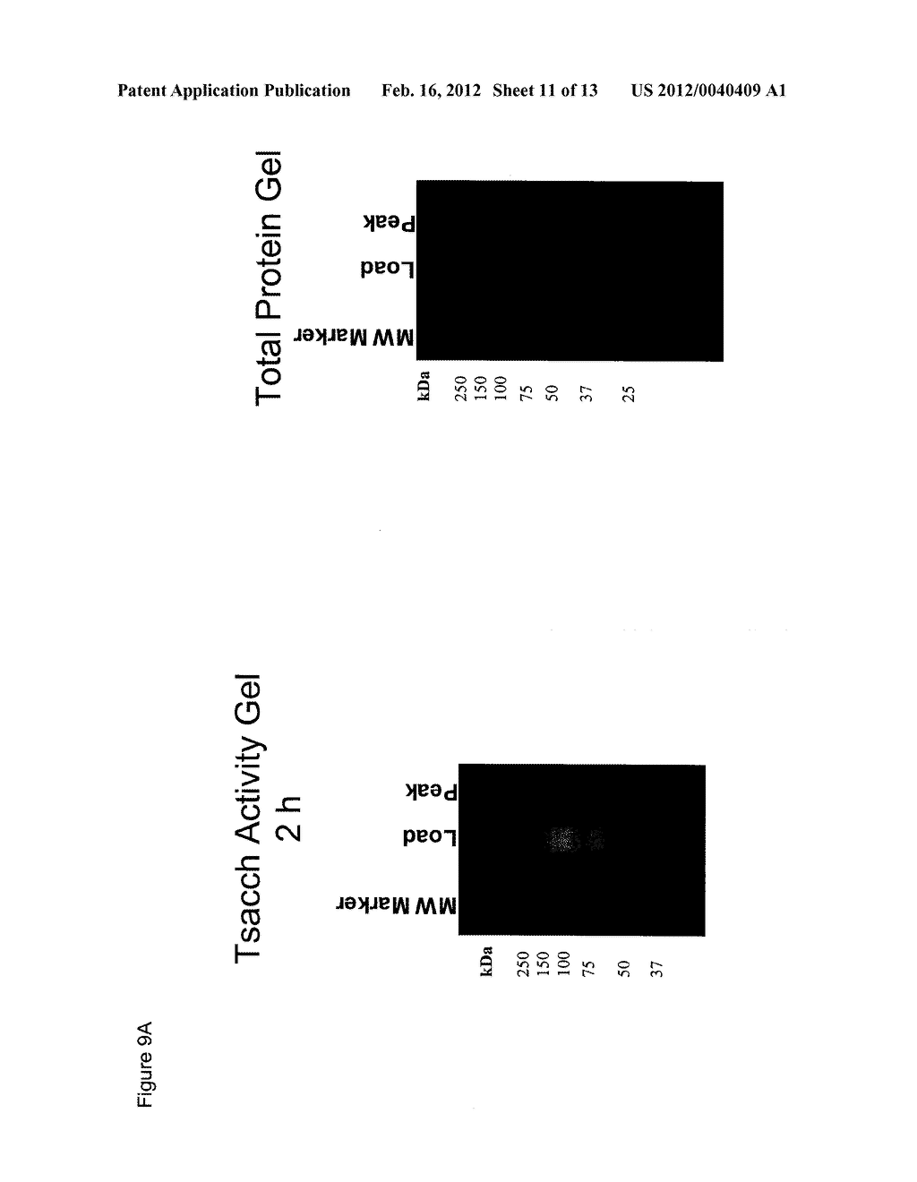 Heterologous Biomass Degrading Enzyme Expression in Thermoanaerobacterium     Saccharolyticum - diagram, schematic, and image 12