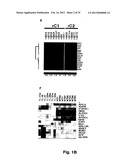 MOLECULAR SIGNATURE OF LIVER TUMOR GRADE AND USE TO EVALUATE PROGNOSIS AND     THERAPEUTIC REGIMEN diagram and image