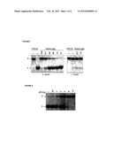 INHIBITOR OF THE URACIL-DNA GLYCOSYLASE ENZYME AND USES THEREOF diagram and image