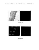 Process For Obtaining Polysaccharides From Jatoba (Hymenea Courbaril L)     Seeds, Cosmetic Composition Comprising Said Polysaccharides And Uses     Thereof diagram and image