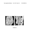 Process For Obtaining Polysaccharides From Jatoba (Hymenea Courbaril L)     Seeds, Cosmetic Composition Comprising Said Polysaccharides And Uses     Thereof diagram and image