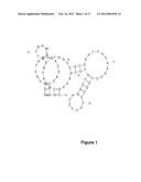 NUCLEIC ACIDS SPECIFICALLY BINDING WITH HUMAN FACTOR VII/VIIA AND USES     THEREOF diagram and image