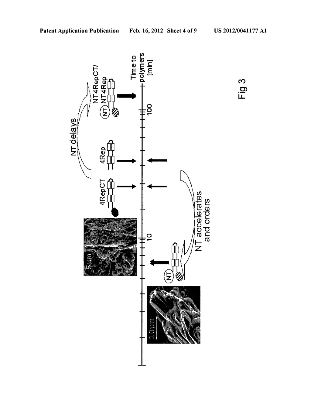 METHOD OF PRODUCING POLYMERS OF SPIDER SILK PROTEINS - diagram, schematic, and image 05