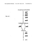 COMPOSITIONS AND METHODS FOR 3-HYDROXYPROPIONATE BIO-PRODUCTION FROM     BIOMASS diagram and image