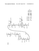 COMPOSITIONS AND METHODS FOR 3-HYDROXYPROPIONATE BIO-PRODUCTION FROM     BIOMASS diagram and image