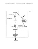 COMPOSITIONS AND METHODS FOR 3-HYDROXYPROPIONATE BIO-PRODUCTION FROM     BIOMASS diagram and image