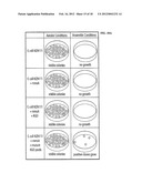 COMPOSITIONS AND METHODS FOR 3-HYDROXYPROPIONATE BIO-PRODUCTION FROM     BIOMASS diagram and image