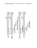 PERSONAL BROADCAST SERVER SYSTEM FOR PROVIDING A CUSTOMIZED BROADCAST diagram and image