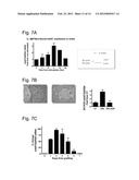 METHODS AND COMPOSITIONS FOR ISLET CELL PRESERVATION diagram and image