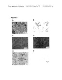 METHODS AND USES OF HYPOXIC COMPARTMENT CELLS diagram and image