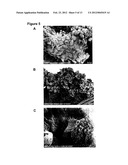 METHODS AND USES OF HYPOXIC COMPARTMENT CELLS diagram and image