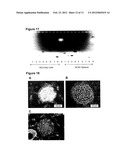 METHODS AND USES OF HYPOXIC COMPARTMENT CELLS diagram and image