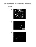 METHODS AND USES OF HYPOXIC COMPARTMENT CELLS diagram and image