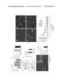 MONOCLONAL ANTIBODIES THAT INHIBIT THE Wnt SIGNALING PATHWAY AND METHODS     OF PRODUCTION AND USE THEREOF diagram and image