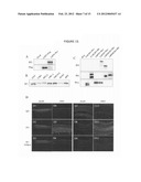 MONOCLONAL ANTIBODIES THAT INHIBIT THE Wnt SIGNALING PATHWAY AND METHODS     OF PRODUCTION AND USE THEREOF diagram and image