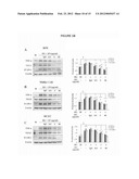 MONOCLONAL ANTIBODIES THAT INHIBIT THE Wnt SIGNALING PATHWAY AND METHODS     OF PRODUCTION AND USE THEREOF diagram and image